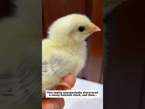 This family unexpectedly discovered a newly hatched chick, and then...