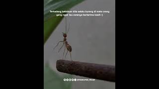 Download lagu status nyesek banget😥 #storywa #storyig #wa #snap mp3