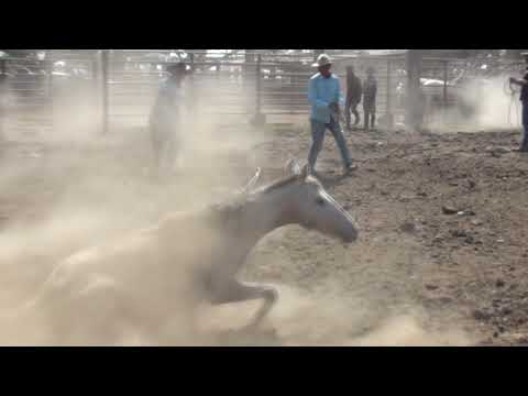 El Verdugo Con La Soga- Jesús Daniel Quintero