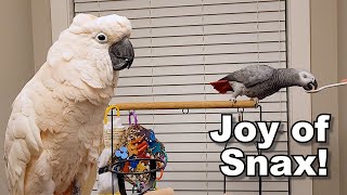 Joy of Snax!  Featuring Max the Moluccan and Tycho the Grey!