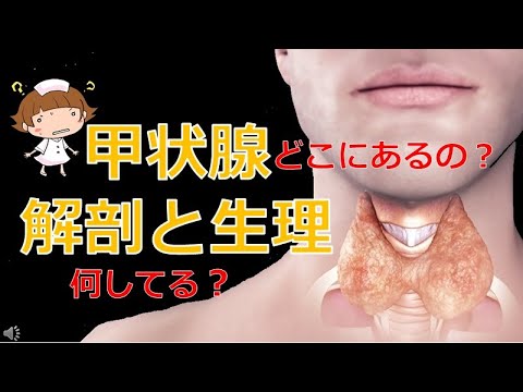 甲状腺とは何ですか?どのような問題が発生する可能性がありますか?