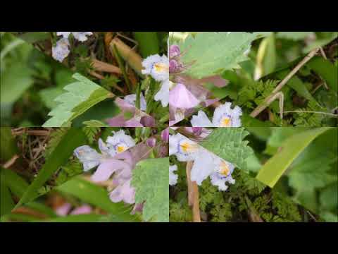 コガネムシ: 賑やかな春の到来を告げる鳥 自然と動物