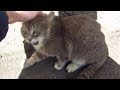 The Cat Meows Very Loudly Because Does Not Want To Eat Food
