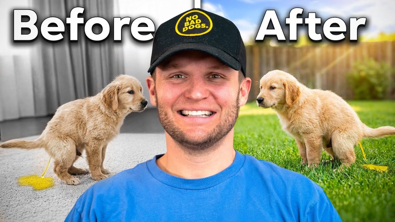 I Potty Trained 1,000+ Dogs - Here's What ALWAYS Works!