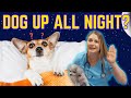 What Is Doggie Dementia Canine Cognitive Dysfunction CCD Disorder Dr Lindsay Vet Explains