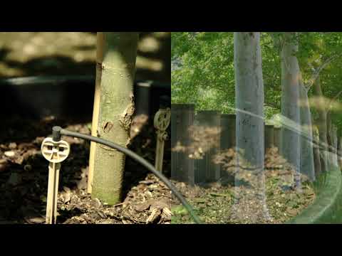 درختان چنار لندن در مقابل درختان چنار