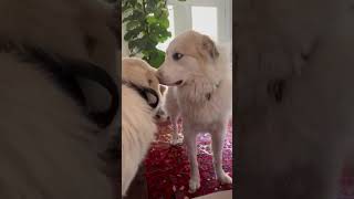 Video preview image #1 Great Pyrenees Puppy For Sale in Spring, TX, USA