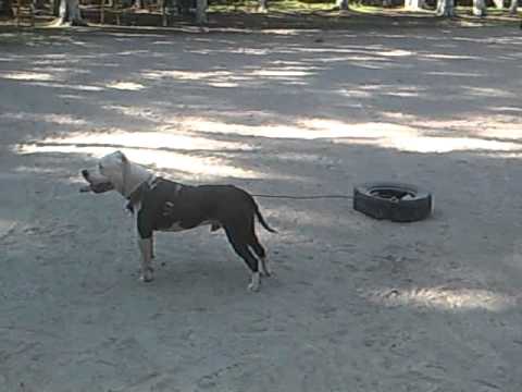 PITBULL ENTRENANDO CON ARRASTRE