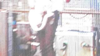 Men Without Hats - Living In China, Live in Toronto, @ NXNE. June 18, 11