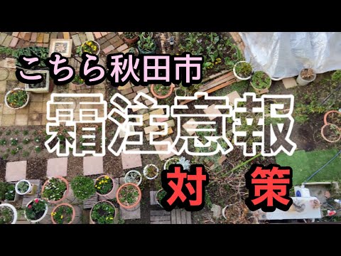 初霜から庭を守るための効果的で安価な 4 つの方法!  庭園