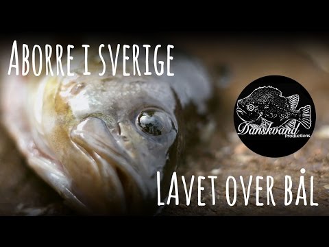 Aborre over bål i Sverige