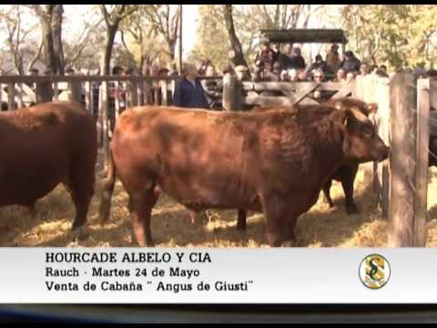 24-05-16 Venta de Toros - Angus de Giusti - Rauch.