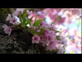 Frédéric Chopin - Spring Waltz