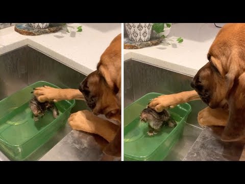 This Dog Gently Petting A Kitten Is The Sweetest Thing You'll See Today