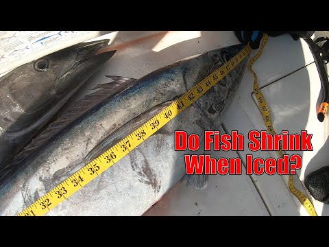 Do Fish Shrink After Being Iced?