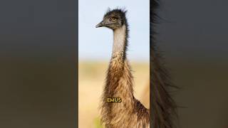 A GUERRA DOS EMUS