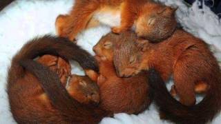 Buddy Knox - Rock your little Baby to sleep