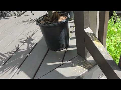 Deck Rail Under Attack From Carpenter Bees in Beach Haven, NJ