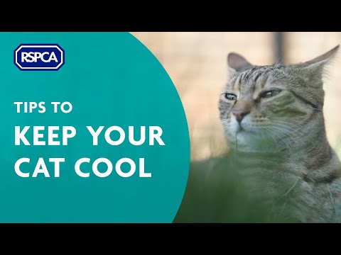 YouTube video about: How to keep outside cats cool in summer?