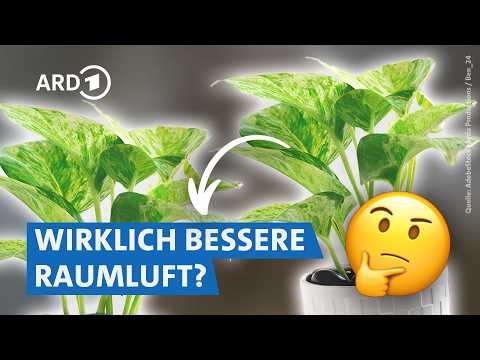 Video Thumbnail: Raumluft mit Pflanzen reinigen: Klappt das wirklich? | Servicezeit WDR