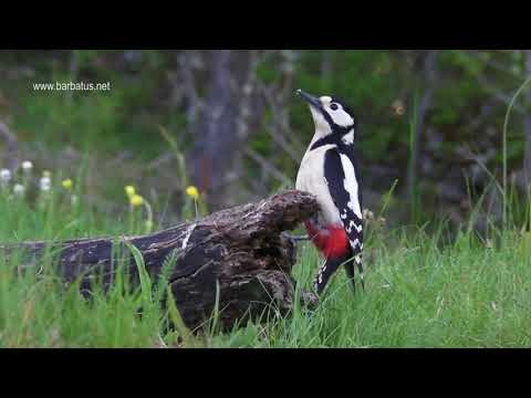 Pico Picapinos ( Dendrocopos major ) Great Spotted Wood