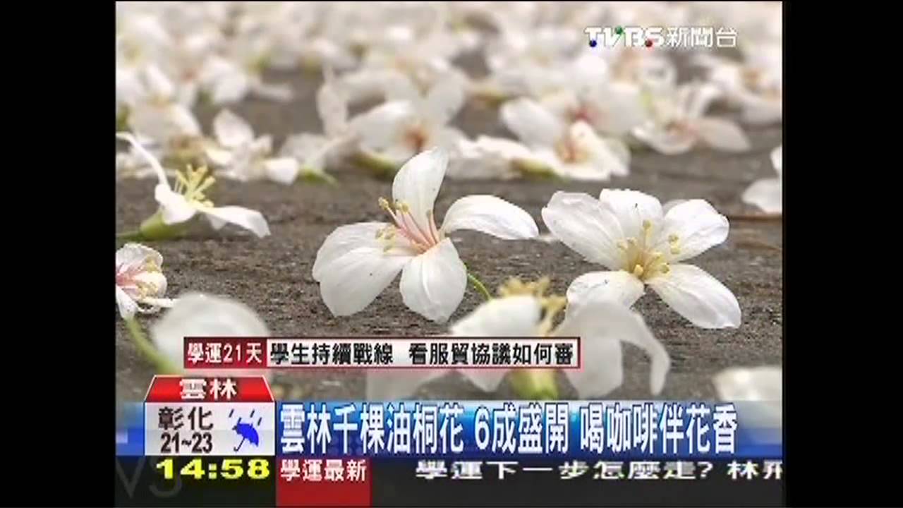 雲林千棵油桐花6成盛開 喝咖啡伴花香