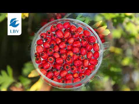 Hecken im Portrait: Der Weißdorn