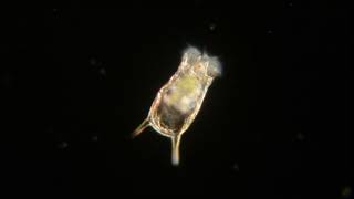 Rotifer