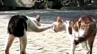 Download lagu Tiktok kucing kesurupan😅😅 mp3