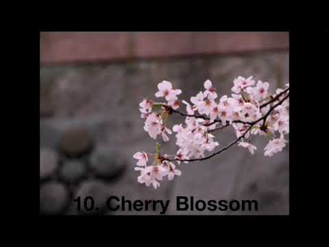 Top 10 most beautiful flowers in the world..