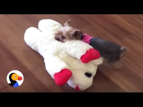YouTube Thumbnail