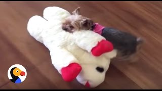 Tiny Dog Picks Out Biggest Toy In The Pet Store | The Dodo