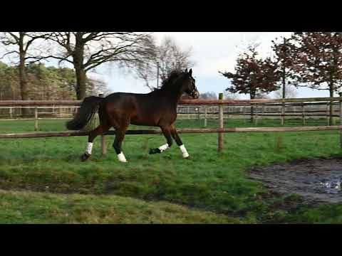 Westfälische Stute Talima *2022 Taurus x Diamond Hit