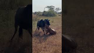 Wildebeest fights with everything it has, but the lion’s power and timing are simply too much