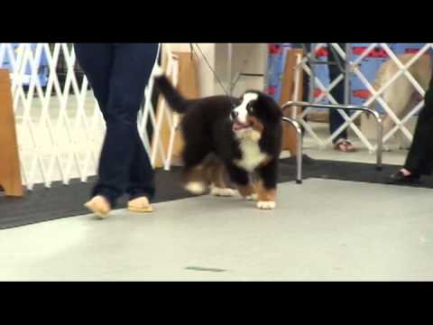 Brut's Got The Magic