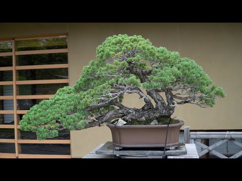 Omiya Bonsai Museum