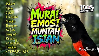 Download lagu KRETEKAN EMOSI MURAI BATU GACOR NEMBAK ISIAN KASAR TAJAM!! mp3 Download lagu KRETEKAN EMOSI MURAI BATU GACOR NEMBAK ISIAN KASAR TAJAM!! mp3