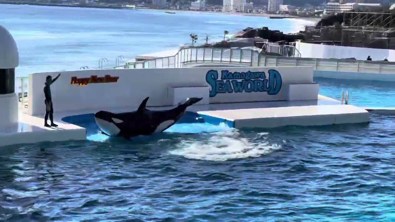 鴨川シーワールド　シャチショー