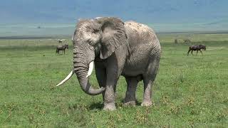 Elephants gentle giants