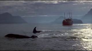 04. Awakening (Free Willy 3.The Rescue / 1997) Soundtrack