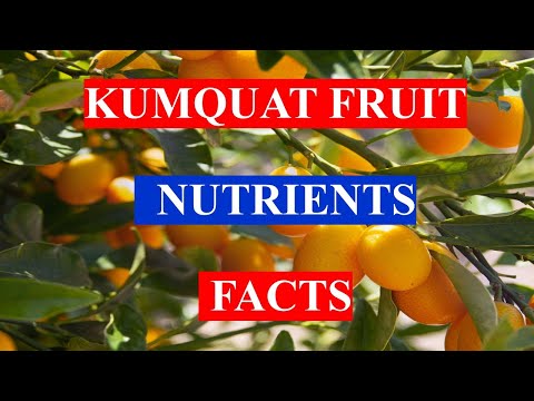 , title : 'KUMQUAT FRUIT - HEALTH BENEFITS AND NUTRIENTS FACTS'