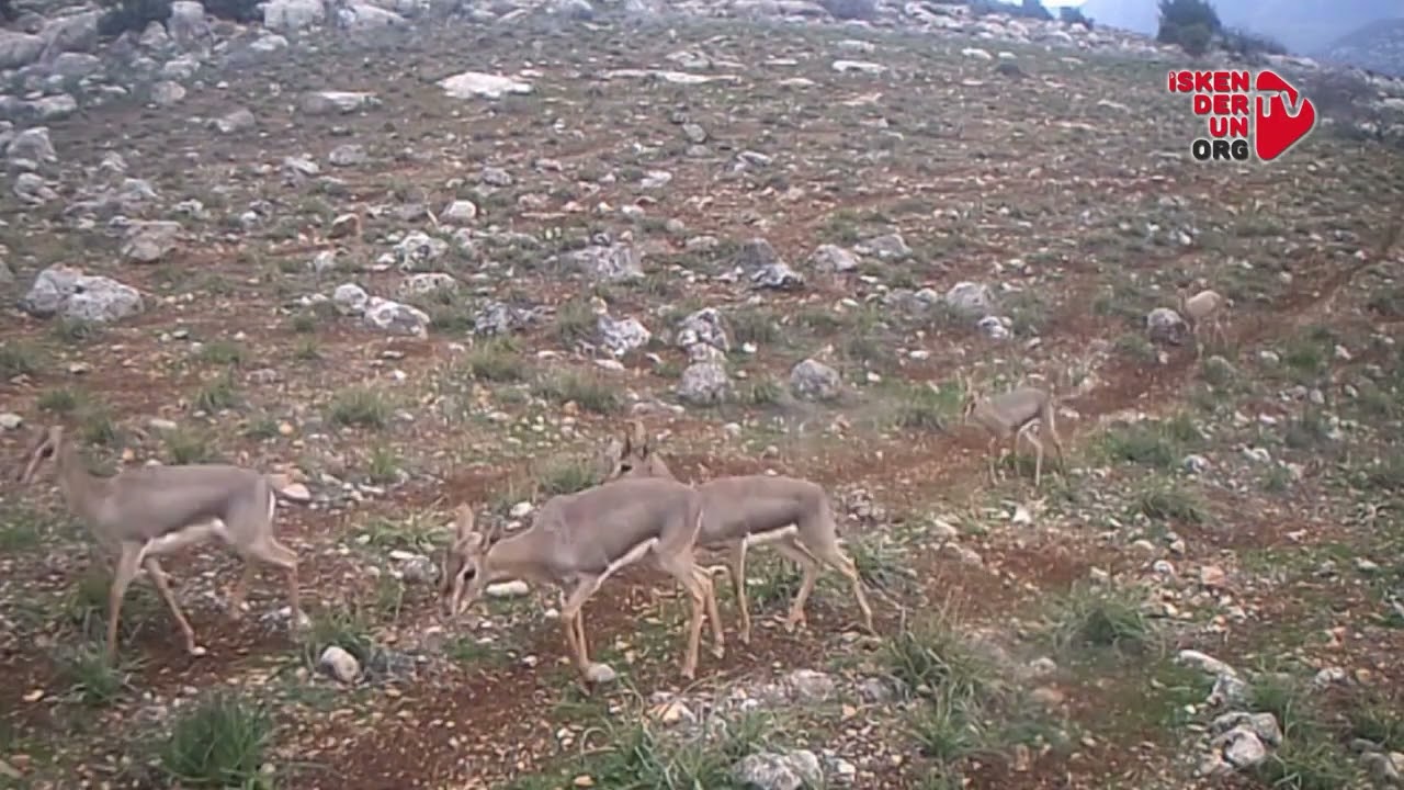 Hatay’da Dağ Ceylanları Fotokapanda…
