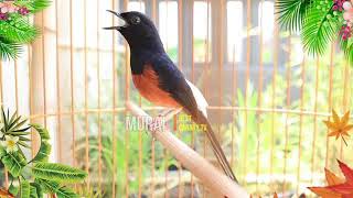 Download lagu BLACK SHAMA GACOR DOR 100% LANGSUNG NYAUT buat pancingan murai batu agar emosi mp3 Download lagu BLACK SHAMA GACOR DOR 100% LANGSUNG NYAUT buat pancingan murai batu agar emosi mp3