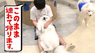 でっかい犬"サモエド"さんとコラボしてもらったで！