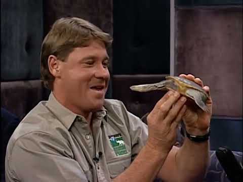 Steve Irwin Introduces Conan To A Crocodile - Late Night with Conan O’Brien