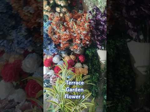 Terrace Garden/Beautiful#flowers#shortvideo#youtubeshorts#viral#shors#ytshorts#mukund