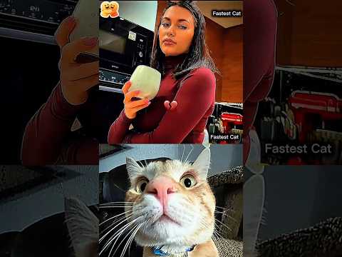 Fastest Cat and ZIHUFF