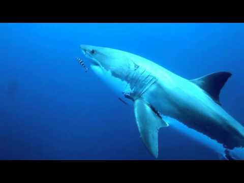 The life-or-death reality you shouldn't miss during Shark Week