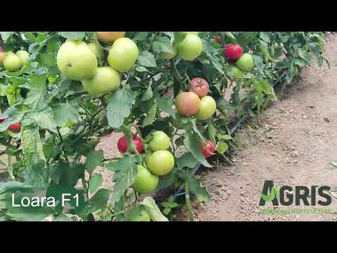 Loara F1 - Cultura de tomate roz în Tărcaia, jud. Bihor, fermier Szatmari Francisc