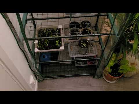 Odla i litet växthus inomhus (pilotavsnitt)